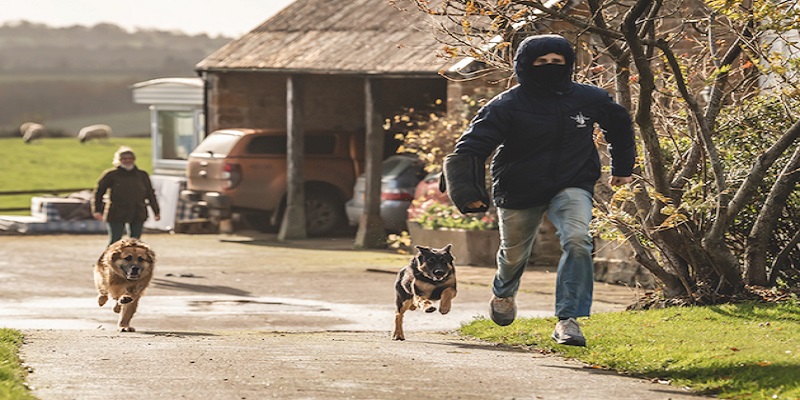 Guard Dogs: Protecting Property