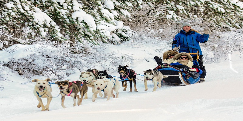 Sled Dogs: The Classic Husky Job